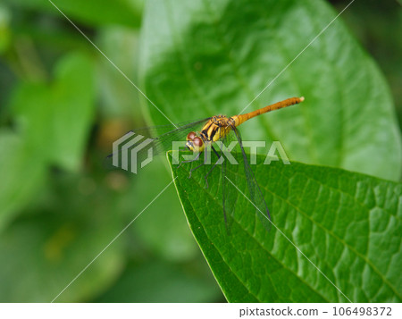 紅蜻蜓（Mayutateakane） 106498372