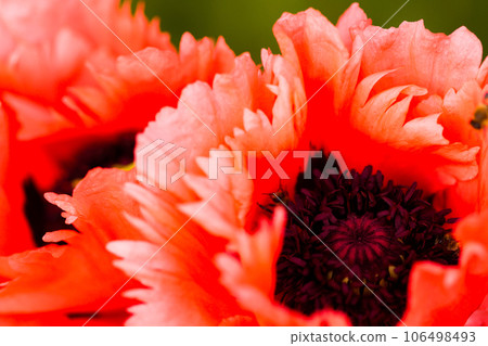 Garden in full bloom on a sunny summer day. Garden in full bloom on a sunny summer day. 106498493