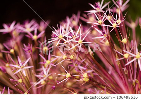 Garden in full bloom on a sunny summer day. 106498610
