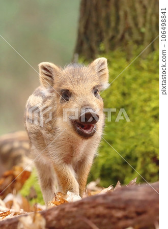 Adorable little wild boar piglet in forest Adorable little wild boar piglet in forest 106498841
