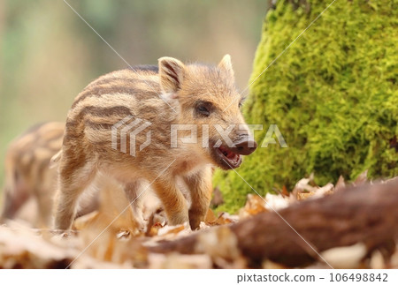 Adorable little wild boar piglet in forest 106498842