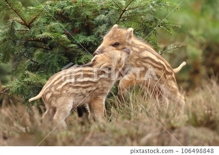 Two little wild boar piglets playing 106498848