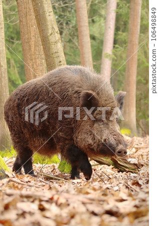 Huge european wild boar male Huge european wild boar male 106498849