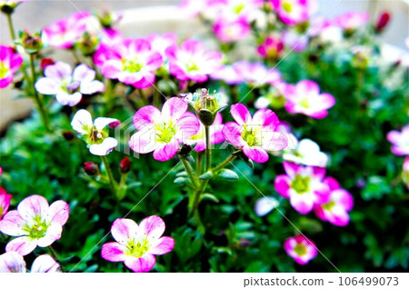 pink spider lily 106499073