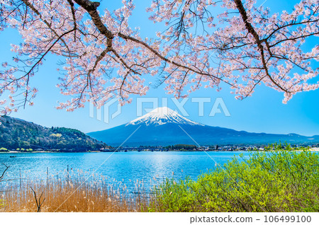 櫻花與富士山～河口湖盛開的櫻花～ 106499100