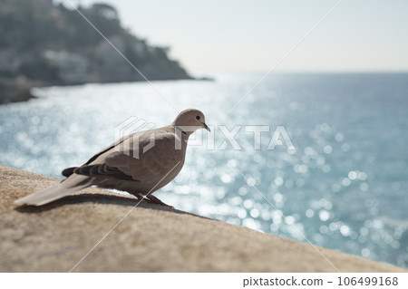 Closeup portrait of collared dove on a stone fence Closeup portrait of collared dove on a stone fence 106499168