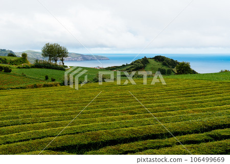 Tea plantation in Sao Miguel Island, Azores 106499669