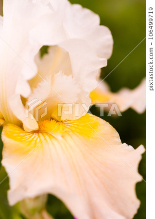 Garden in full bloom on a sunny summer day. 106499719