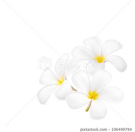 White plumeria flower blooming isolated on white background 106499784
