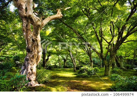 京都圓光寺 京都圓光寺 106499974