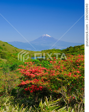 靜岡伊豆_杜鵑花和富士山的壯麗景色 靜岡伊豆_杜鵑花和富士山的壯麗景色 106500040
