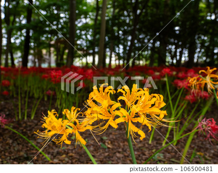 亮黃色蜘蛛百合 106500481