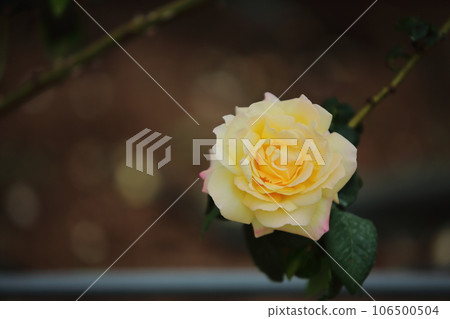 Arao City Ominous Citizen Flower Bed Rose Flower, Arao City Ominous Citizen Flower Bed Rose Flower, 106500504
