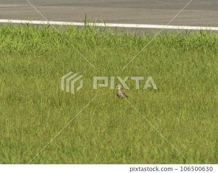 住在姚機場的克里 住在姚機場的克里 106500630