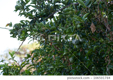 Kaffir Limes hanging from a tree 106501784