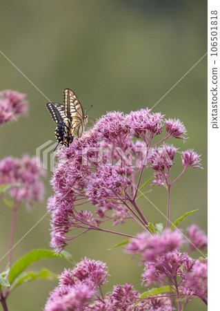 一隻燕尾蝴蝶棲息在一朵甜喬派花上吮吸花蜜。 一隻燕尾蝴蝶棲息在一朵甜喬派花上吮吸花蜜。 106501818