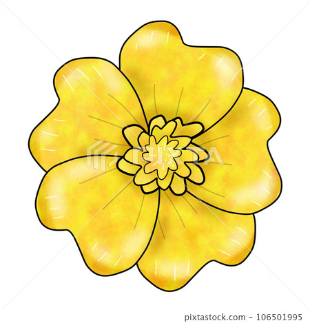 yellow flower isolated on white background yellow flower isolated on white background 106501995