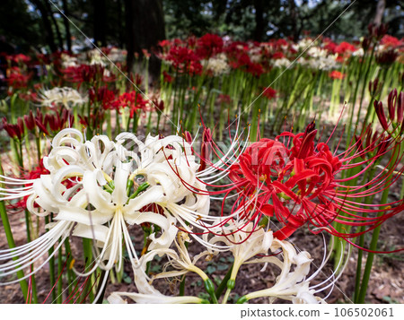 A cluster of cluster spider lilies in full bloom of red and white A cluster of cluster spider lilies in full bloom of red and white 106502061