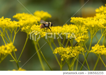 A bumblebee that collects nectar from a beetle. A bumblebee that collects nectar from a beetle. 106502233