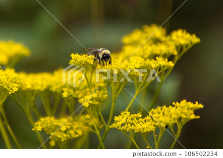 A bumblebee that collects nectar from a beetle. 106502234