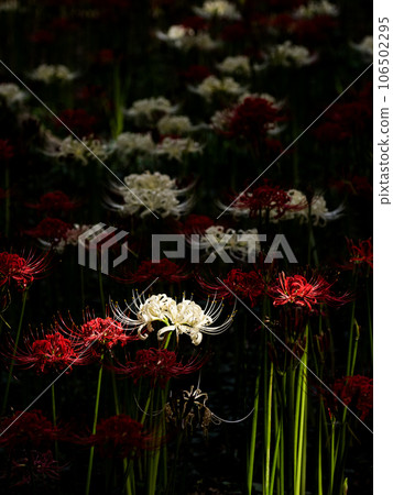 A cluster of cluster spider lilies in full bloom of red and white 106502295
