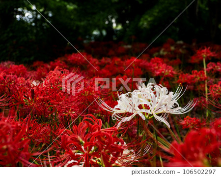 純白色的孤挺花，在深紅色的花叢中格外顯眼 106502297