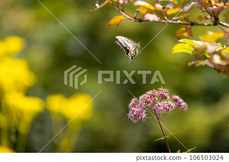 飛行中的鳳蝶瑪卡翁 106503024