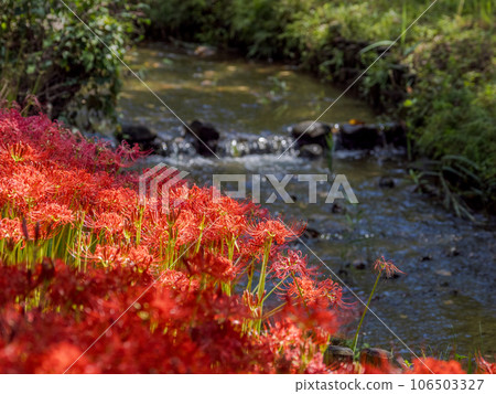 Clusters of bright red cluster amaryllis blooming on the waterside (Matsudo City, Chiba Prefecture, 21st century forest and open space) 106503327