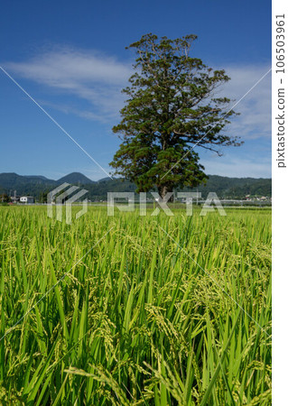 收穫的稻穗、高大的雪松樹和藍天 106503961