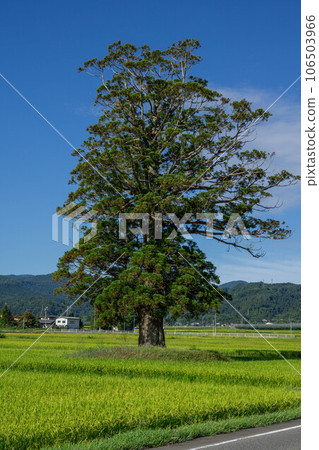 收穫的稻穗、高大的雪松樹和藍天 收穫的稻穗、高大的雪松樹和藍天 106503966