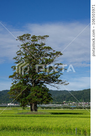 收穫的稻穗、高大的雪松樹和藍天 收穫的稻穗、高大的雪松樹和藍天 106503971