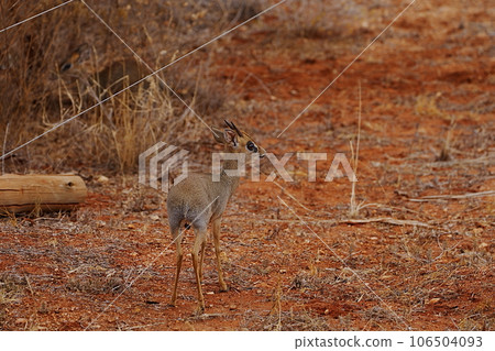 Male Kirk's dik-dik antelope on african savanna at Tsavo East National Park in Kenya 106504093