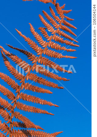 Woman hand holding brown dry fern leaves on sky background, 106504144