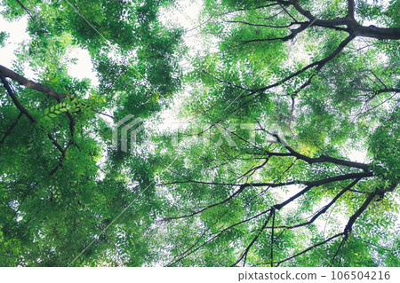 Fresh green scenery looking up at the city 106504216