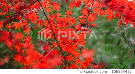 Autumn leaves scenery 106504452