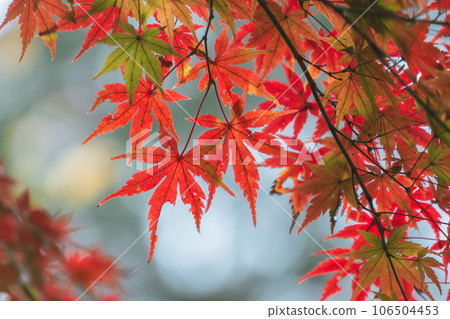 Autumn leaves scenery Autumn leaves scenery 106504453