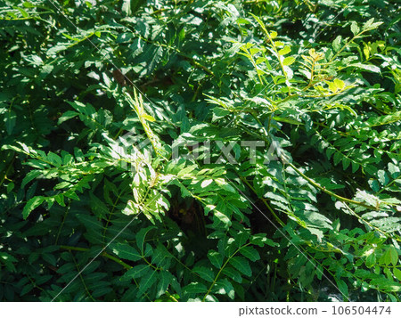 Sansho leaves 106504474