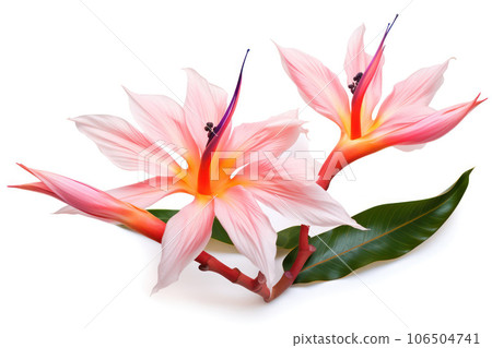 Tropical Serenity Tropical Serenity 106504741