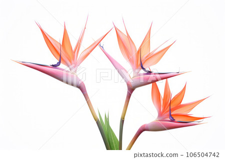 Tropical Serenity Tropical Serenity 106504742