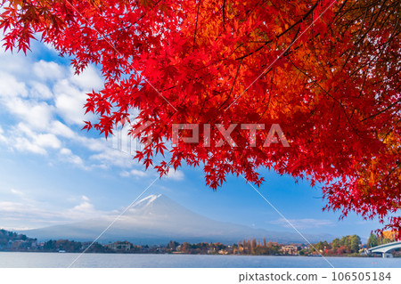 (山梨縣)河口湖畔的楓葉與富士山 (山梨縣)河口湖畔的楓葉與富士山 106505184
