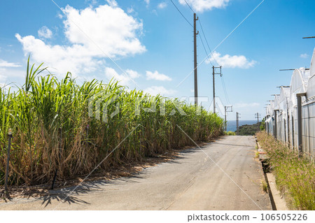 通往大海的路 通往大海的路 106505226