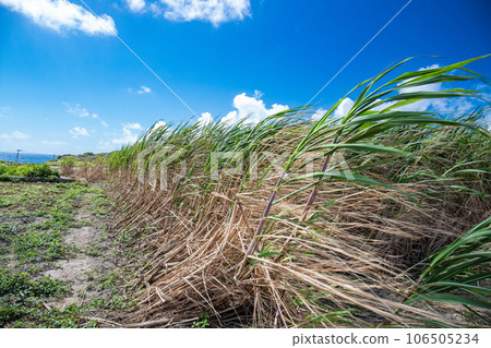 Sugar cane blown down by the wind Sugar cane blown down by the wind 106505234