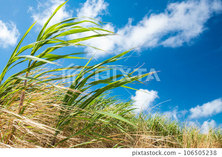Sugarcane swaying in the wind 106505238