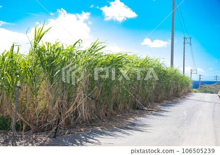與甘蔗田的海景 106505239