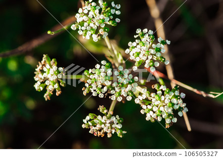 Tiny white flowers in nature White flower 106505327