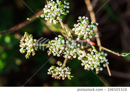 Tiny white flowers in nature White flower 106505328