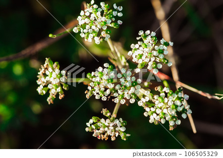 Tiny white flowers in nature White flower 106505329