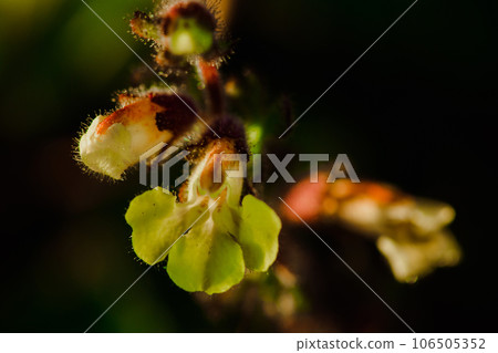 Yellow flower Blooming beautifully in nature Yellow flower Blooming beautifully in nature 106505352