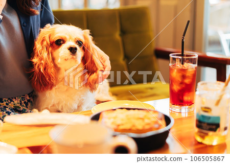 騎士查理王小獵犬在狗咖啡館裡放鬆 騎士查理王小獵犬在狗咖啡館裡放鬆 106505867