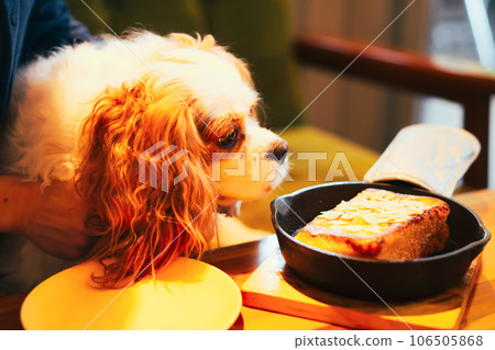 騎士查理王小獵犬在狗咖啡館裡放鬆 騎士查理王小獵犬在狗咖啡館裡放鬆 106505868